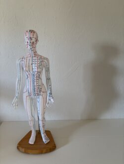 muskelopbygning-figur muskelopbygning-figur